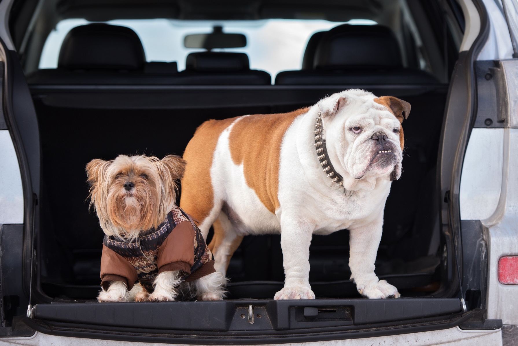 Bei Vandalismus am Auto durch Haustiere hilft eine Tierhalterhaftpflicht