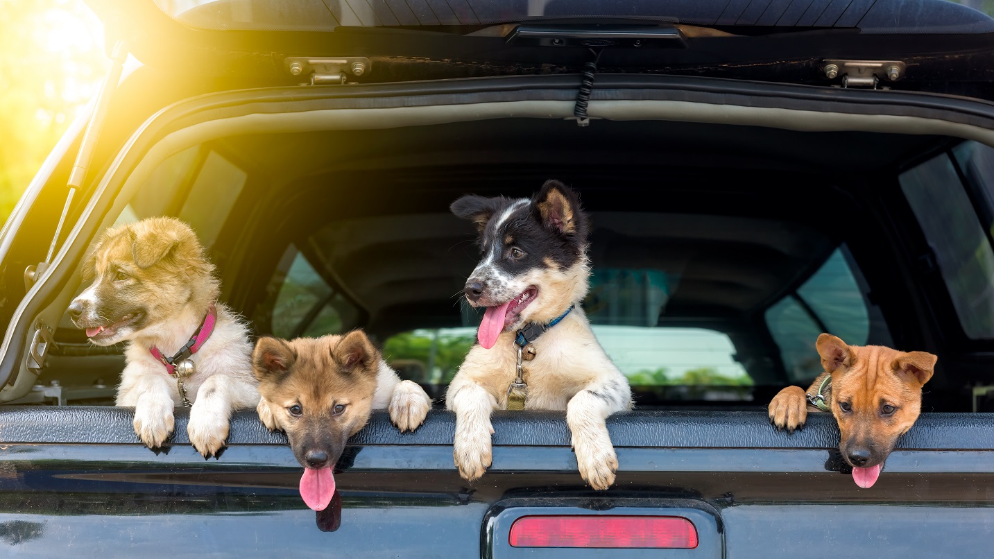 Mit einem Fensterabzieher Hundehaar im Auto entfernen